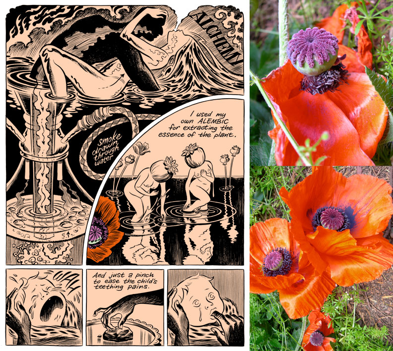 poppies250.jpg